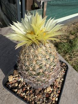 Preview: Coryphantha echinus